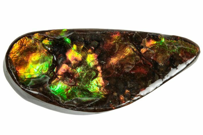 Iridescent Ammolite (Fossil Ammonite Shell) - Alberta #320779